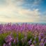 lavender_field_123rf