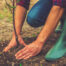 Planting a tree.